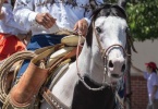 event-4th-of-july-alameda-2013-horse-riders-09