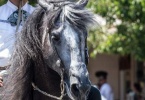 event-4th-of-july-alameda-2013-horse-riders-silver-face-2