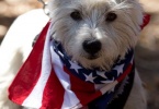 event-4th-of-july-berkeley-california-claremont-neighborhood-round-park-parade-celebration-dogs-01