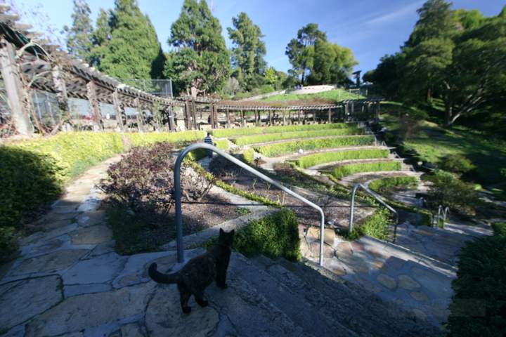 berkeley-california-berkeley-hills-rose-garden-1200-euclid-avenue-ampitheater-cat-1