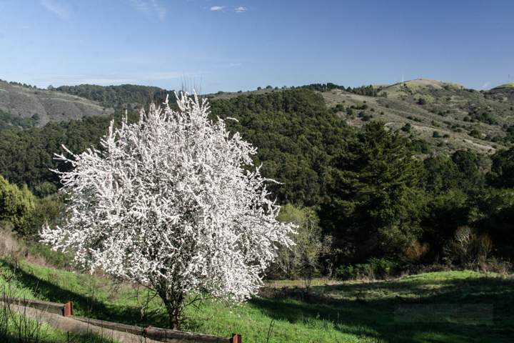 park-berkeley-california-berkeley-hills-tilden-park-tree-in-bloom-3