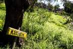 berkeley-california-north-edible-school-yard-signs-martin-luther-king-junior-high-school-1781-rose-street-signs-alices-olives-2