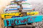 berkeley-california-north-edible-school-yard-signs-martin-luther-king-junior-high-school-1781-rose-street-signs-buckwheat-2