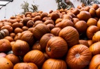 berkeley-california-northbrae-westbrae-neighborhood-produce-monterey-market-1550-hopkins-pumpkins-halloween-kid-5-4