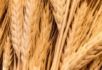 berkeley-california-northbrae-westbrae-neighborhood-produce-monterey-market-1550-hopkins-wheat-3