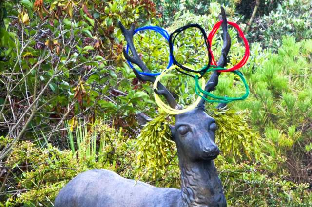 berkeley-ca-thousand-1000-oaks-neighborhood-home-deer-olympic-rings-3