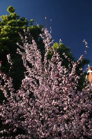 Cherry Blossoms