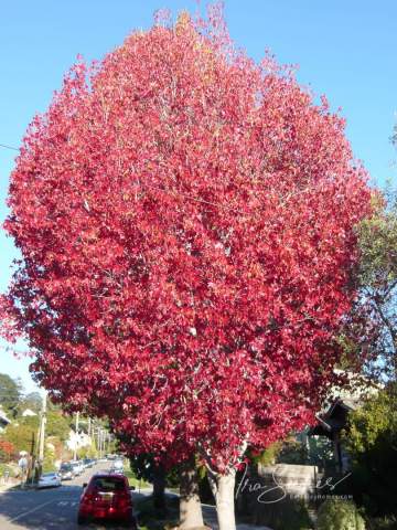 berkeley-ca-thousand-1000-oaks-neighborhood-trees-red-1