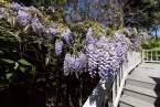 0-milvia-1236-north-berkeley-neighborhood-flowers-01