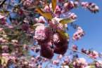 0-milvia-1236-north-berkeley-neighborhood-flowers-02