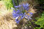 0-milvia-1236-north-berkeley-neighborhood-flowers-06