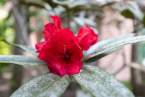 0-milvia-1236-north-berkeley-neighborhood-flowers-08