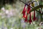 0-milvia-1236-north-berkeley-neighborhood-flowers-14