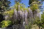 0-milvia-1236-north-berkeley-neighborhood-flowers-20