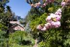 0-milvia-1236-north-berkeley-neighborhood-flowers-26