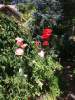 0-milvia-1236-north-berkeley-neighborhood-garden-owners-07