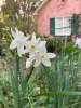 0-milvia-1236-north-berkeley-neighborhood-garden-owners-10