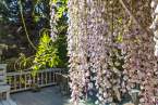 6-milvia-1236-north-berkeley-neighborhood-exterior-deck-5